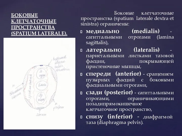 БОКОВЫЕ КЛЕТЧАТОЧНЫЕ ПРОСТРАНСТВА (SPATIUM LATERALE). Боковые клетчаточные пространства (spatium laterale dextra