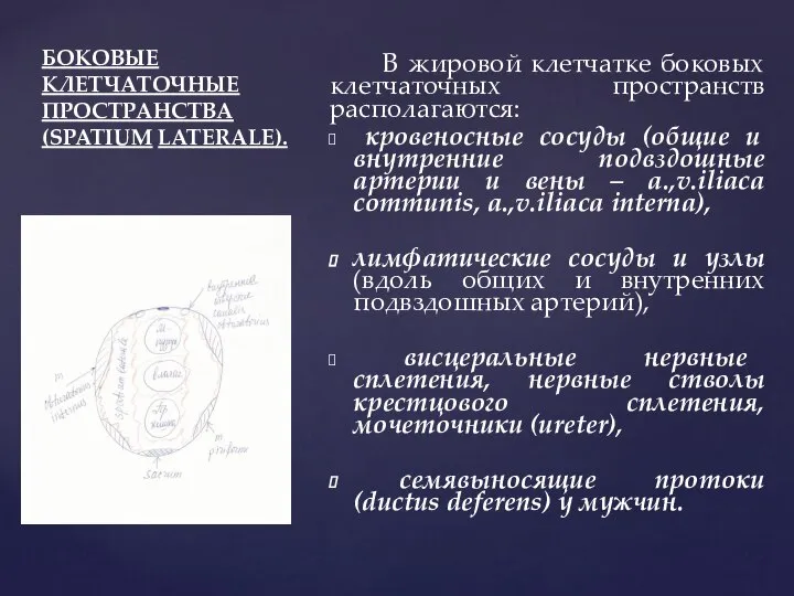 БОКОВЫЕ КЛЕТЧАТОЧНЫЕ ПРОСТРАНСТВА (SPATIUM LATERALE). В жировой клетчатке боковых клетчаточных пространств