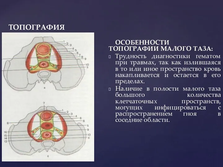 ТОПОГРАФИЯ PELVIS ОСОБЕННОСТИ ТОПОГРАФИИ МАЛОГО ТАЗА: Трудность диагностики гематом при травмах,