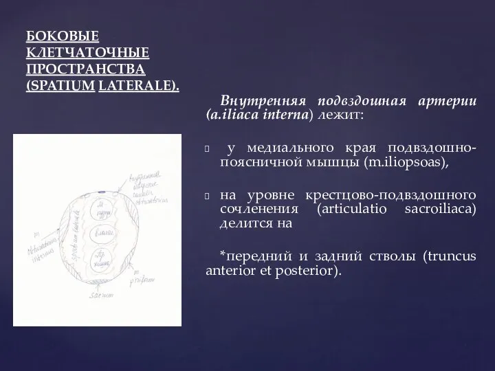 БОКОВЫЕ КЛЕТЧАТОЧНЫЕ ПРОСТРАНСТВА (SPATIUM LATERALE). Внутренняя подвздошная артерии (a.iliaca interna) лежит: