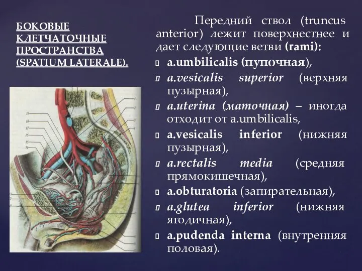 БОКОВЫЕ КЛЕТЧАТОЧНЫЕ ПРОСТРАНСТВА (SPATIUM LATERALE). Передний ствол (truncus anterior) лежит поверхнестнее