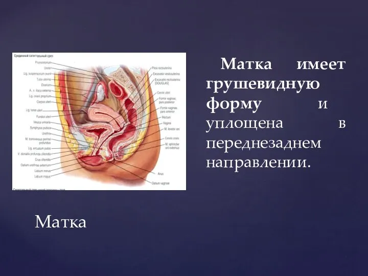 Матка Матка имеет грушевидную форму и уплощена в переднезаднем направлении.