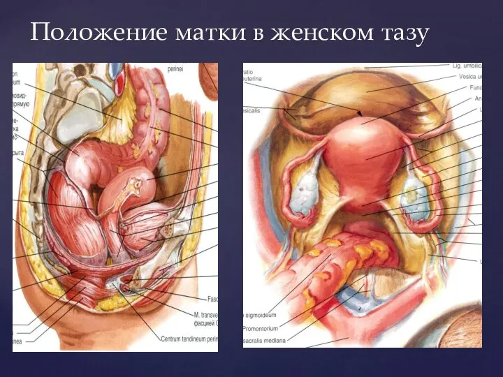 Положение матки в женском тазу