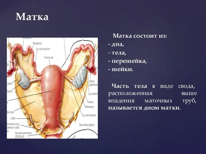 Матка Матка состоит из: - дна, - тела, - перешейка, -