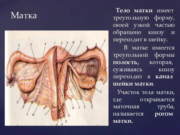 Матка Тело матки имеет треугольную форму, своей узкой частью обращено книзу