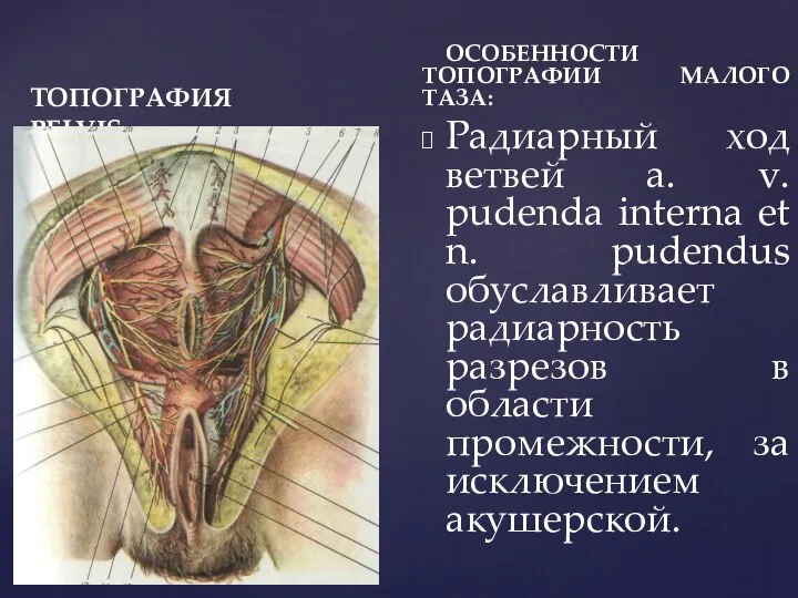 ТОПОГРАФИЯ PELVIS ОСОБЕННОСТИ ТОПОГРАФИИ МАЛОГО ТАЗА: Радиарный ход ветвей a. v.