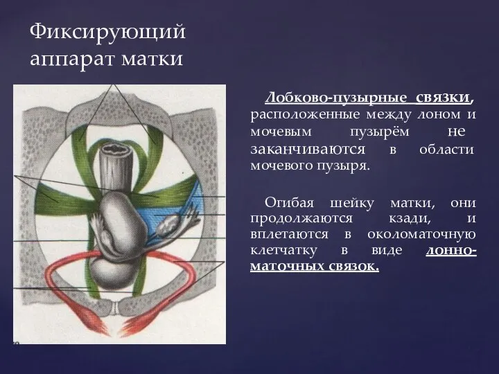 Фиксирующий аппарат матки Лобково-пузырные связки, расположенные между лоном и мочевым пузырём