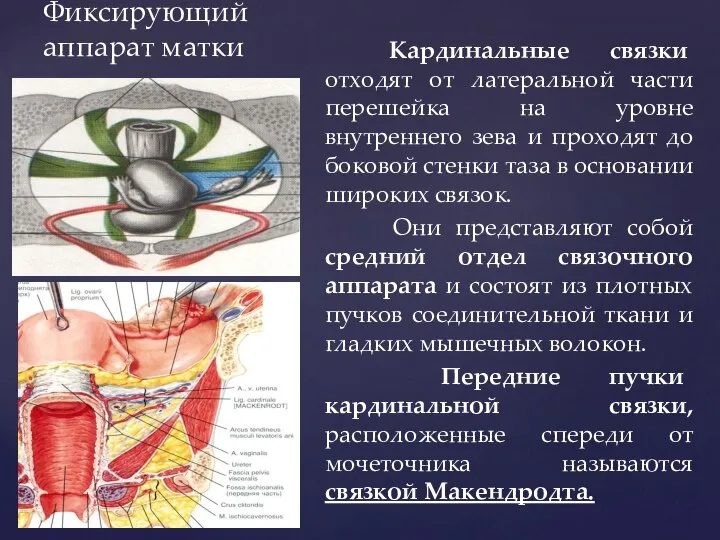 Фиксирующий аппарат матки Кардинальные связки отходят от латеральной части перешейка на