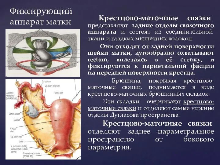 Фиксирующий аппарат матки Крестцово-маточные связки представляют задние отделы связочного аппарата и