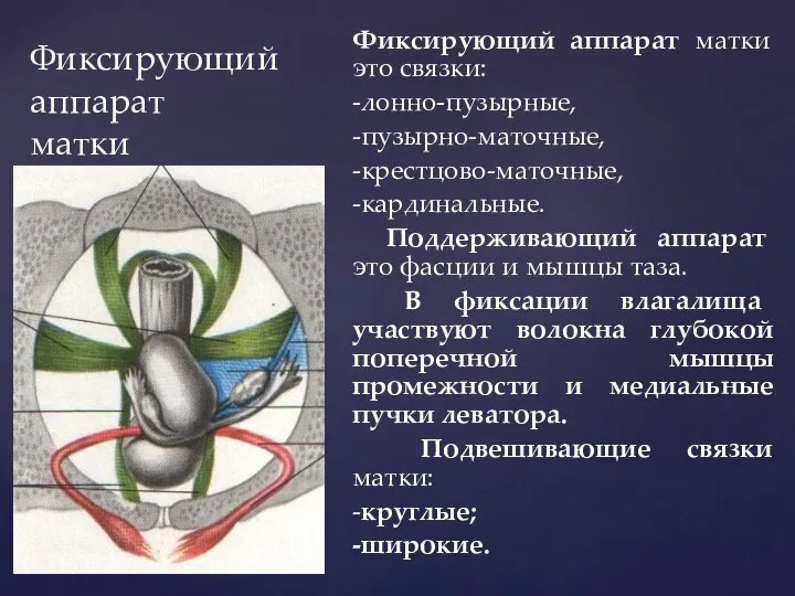 Фиксирующий аппарат матки Фиксирующий аппарат матки это связки: -лонно-пузырные, -пузырно-маточные, -крестцово-маточные,