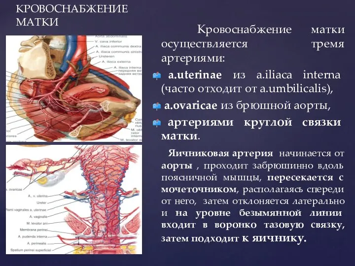 КРОВОСНАБЖЕНИЕ МАТКИ Кровоснабжение матки осуществляется тремя артериями: a.uterinae из a.iliaca interna