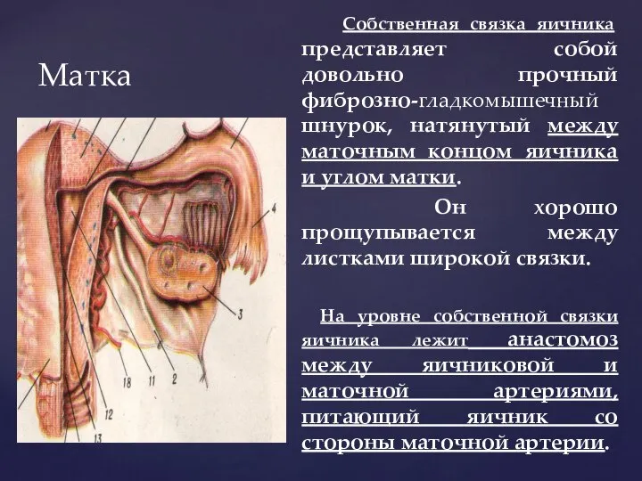 Матка Собственная связка яичника представляет собой довольно прочный фиброзно-гладкомышечный шнурок, натянутый