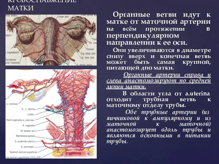 КРОВОСНАБЖЕНИЕ МАТКИ Органные ветви идут к матке от маточной артерии на