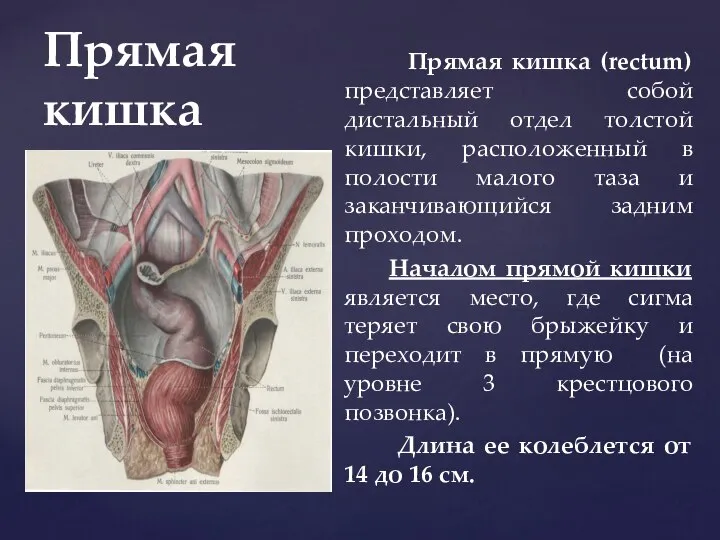 Прямая кишка Прямая кишка (rectum) представляет собой дистальный отдел толстой кишки,