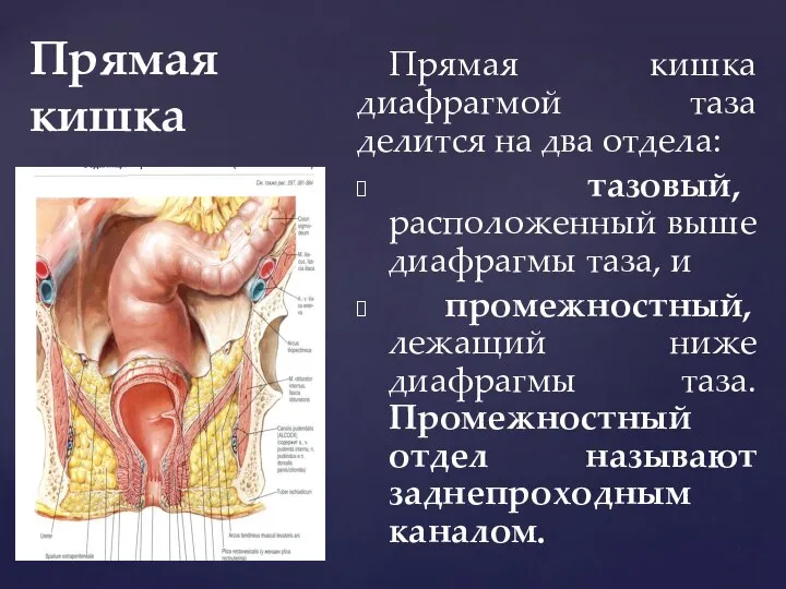 Прямая кишка Прямая кишка диафрагмой таза делится на два отдела: тазовый,