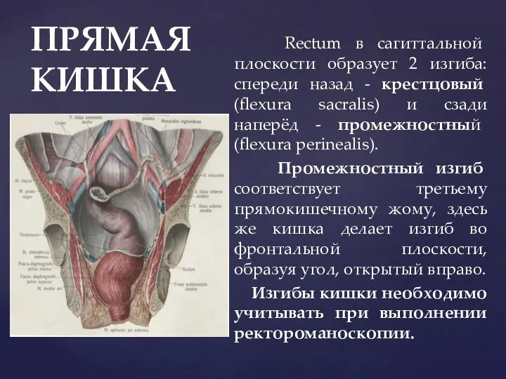 ПРЯМАЯ КИШКА Rectum в сагиттальной плоскости образует 2 изгиба: спереди назад