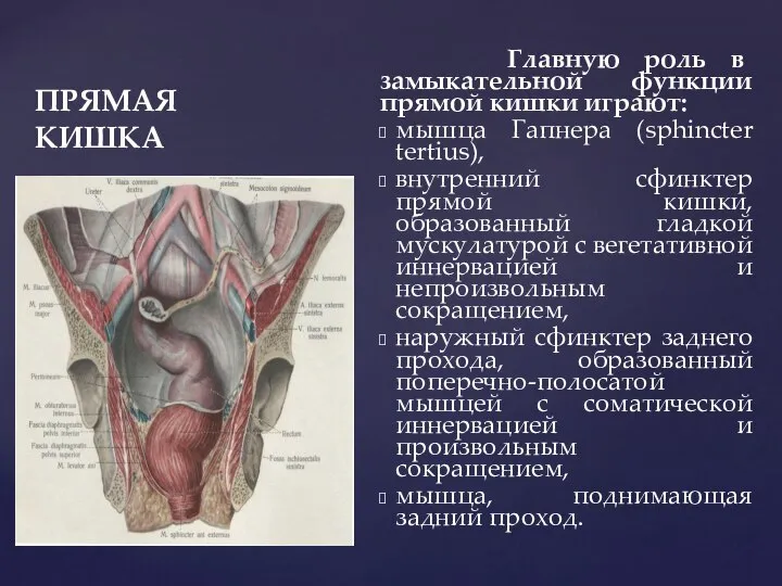 ПРЯМАЯ КИШКА Главную роль в замыкательной функции прямой кишки играют: мышца