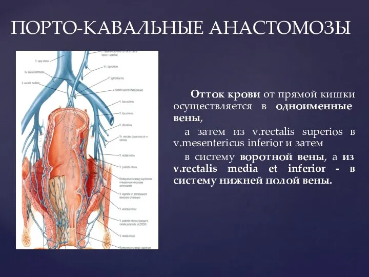 ПОРТО-КАВАЛЬНЫЕ АНАСТОМОЗЫ Отток крови от прямой кишки осуществляется в одноименные вены,