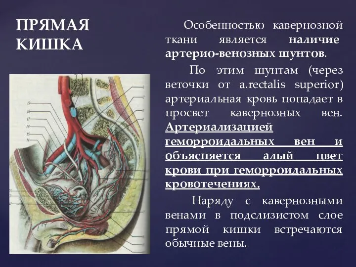 ПРЯМАЯ КИШКА Особенностью кавернозной ткани является наличие артерио-венозных шунтов. По этим