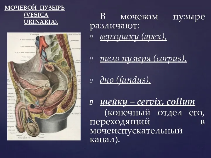 МОЧЕВОЙ ПУЗЫРЬ (VESICA URINARIA). В мочевом пузыре различают: верхушку (apex), тело