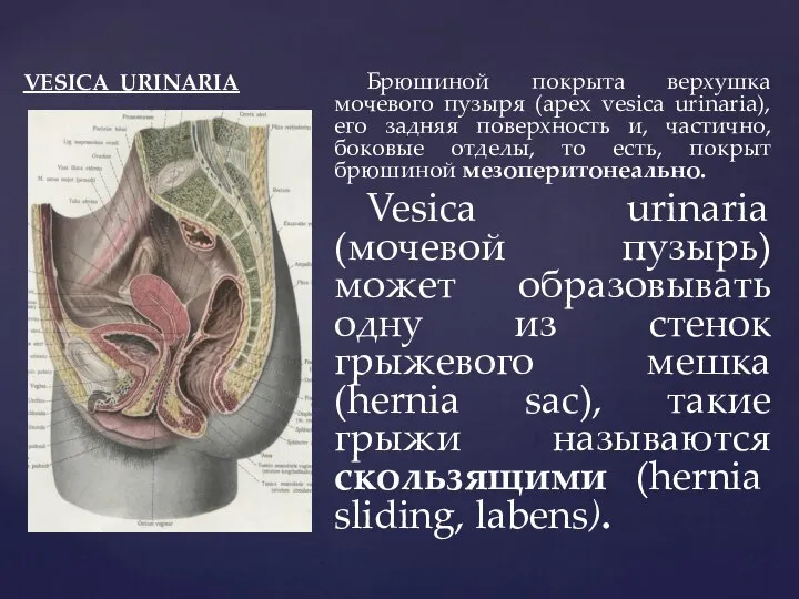 VESICA URINARIA Брюшиной покрыта верхушка мочевого пузыря (apex vesica urinaria), его