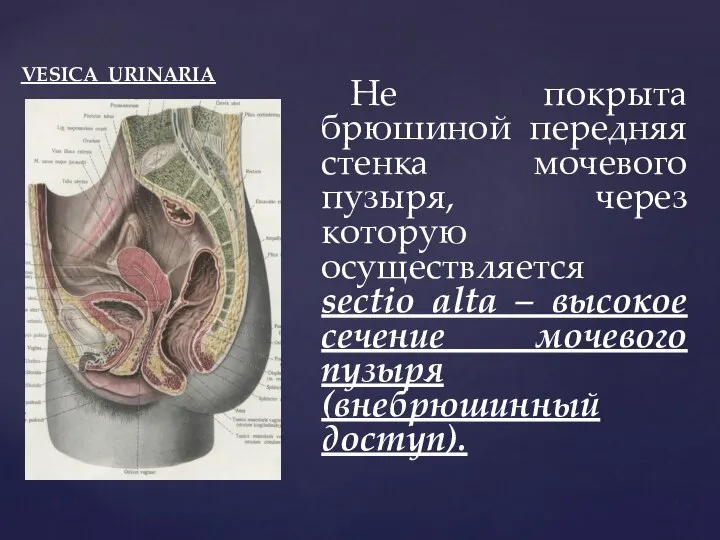 VESICA URINARIA Не покрыта брюшиной передняя стенка мочевого пузыря, через которую