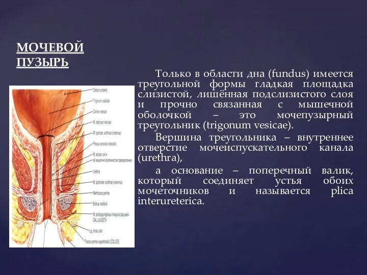 МОЧЕВОЙ ПУЗЫРЬ Только в области дна (fundus) имеется треугольной формы гладкая