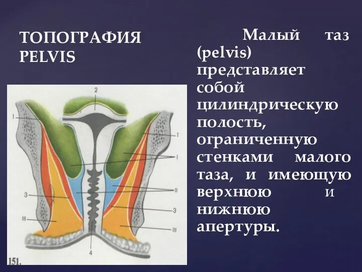 ТОПОГРАФИЯ PELVIS Малый таз (pelvis) представляет собой цилиндрическую полость, ограниченную стенками