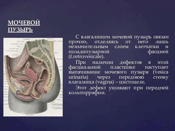 МОЧЕВОЙ ПУЗЫРЬ С влагалищем мочевой пузырь связан прочно, отделяясь от него