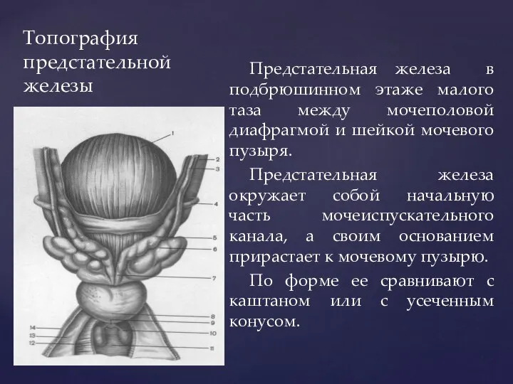 Топография предстательной железы Предстательная железа в подбрюшинном этаже малого таза между