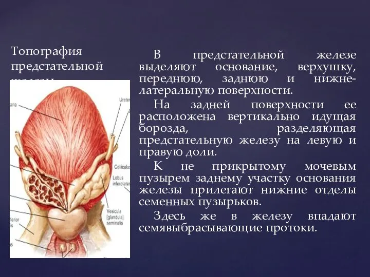 Топография предстательной железы В предстательной железе выделяют основание, верхушку, переднюю, заднюю