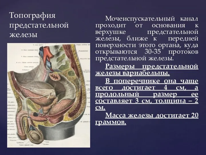 Топография предстательной железы Мочеиспускательный канал проходит от основания к верхушке предстательной