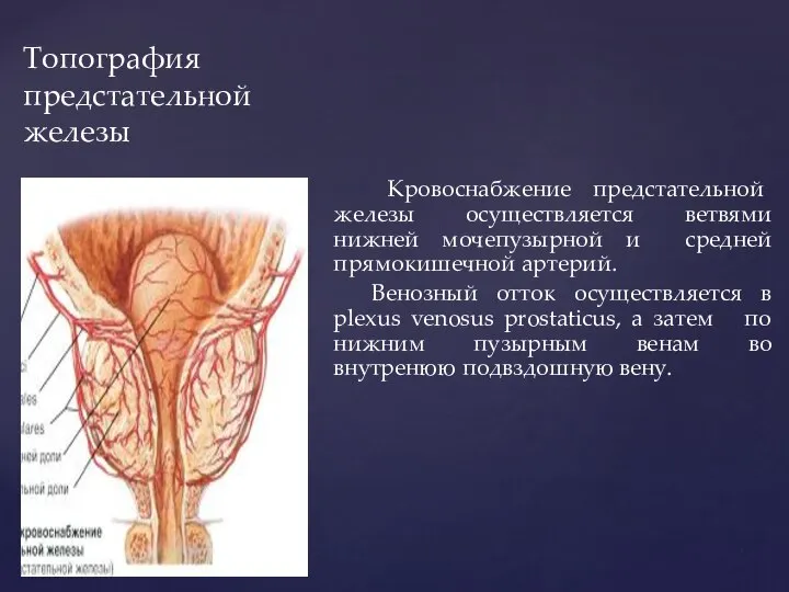 Топография предстательной железы Кровоснабжение предстательной железы осуществляется ветвями нижней мочепузырной и