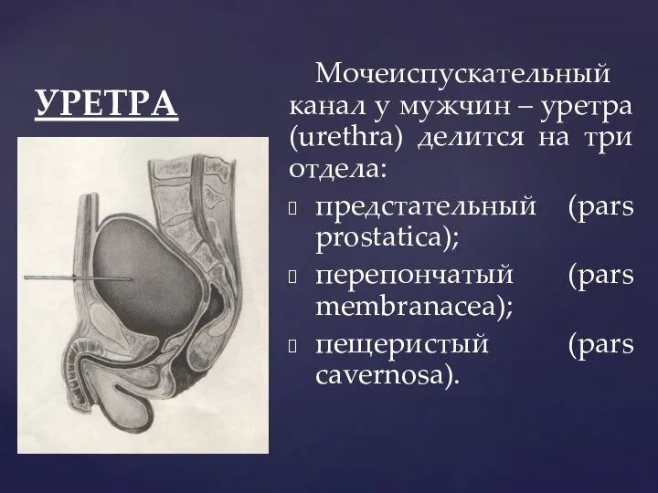 УРЕТРА Мочеиспускательный канал у мужчин – уретра (urethra) делится на три