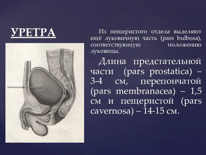 УРЕТРА Из пещеристого отдела выделяют ещё луковичную часть (pars bulbosa), соответствующую