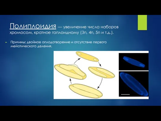 Полиплоидия — увеличение числа наборов хромосом, кратное гаплоидному (Зn, 4n, 5n