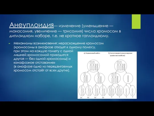 Анеуплоидия— изменение (уменьшение — моносомия, увеличение — трисомия) числа хромосом в