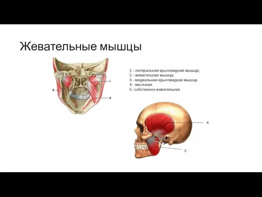 Жевательные мышцы