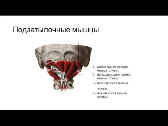 Подзатылочные мышцы