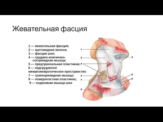 Жевательная фасция