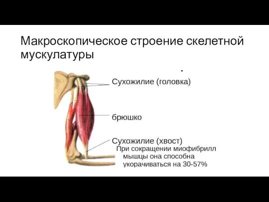 Макроскопическое строение скелетной мускулатуры