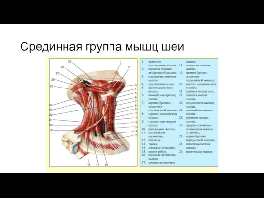 Срединная группа мышц шеи