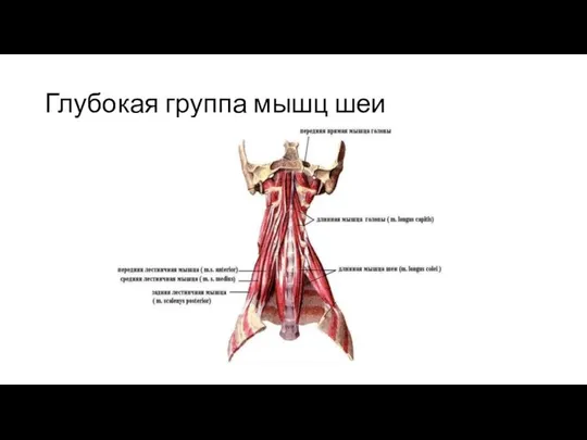 Глубокая группа мышц шеи