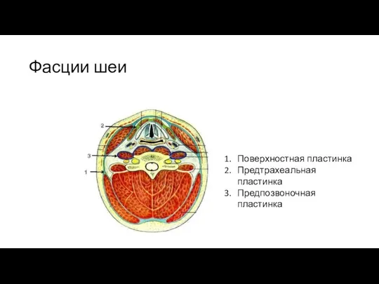 Фасции шеи Поверхностная пластинка Предтрахеальная пластинка Предпозвоночная пластинка