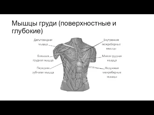 Мышцы груди (поверхностные и глубокие)