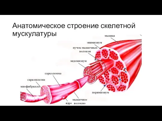 Анатомическое строение скелетной мускулатуры