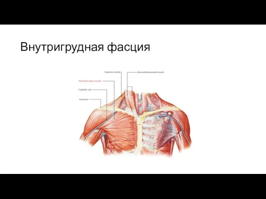 Внутригрудная фасция