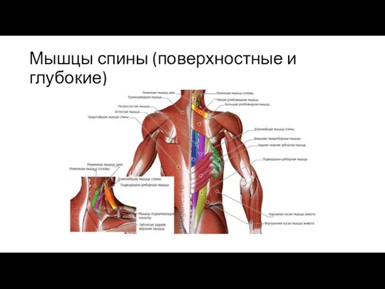 Мышцы спины (поверхностные и глубокие)