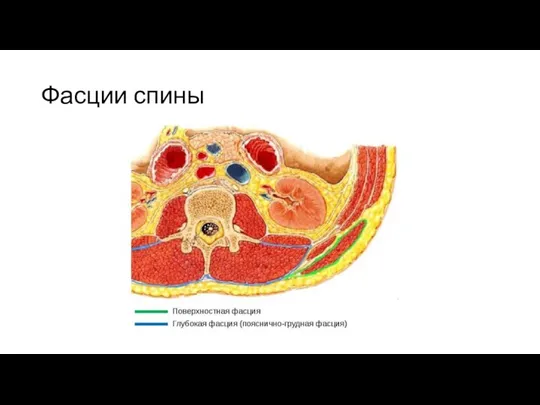 Фасции спины