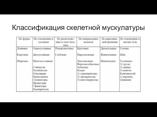 Классификация скелетной мускулатуры